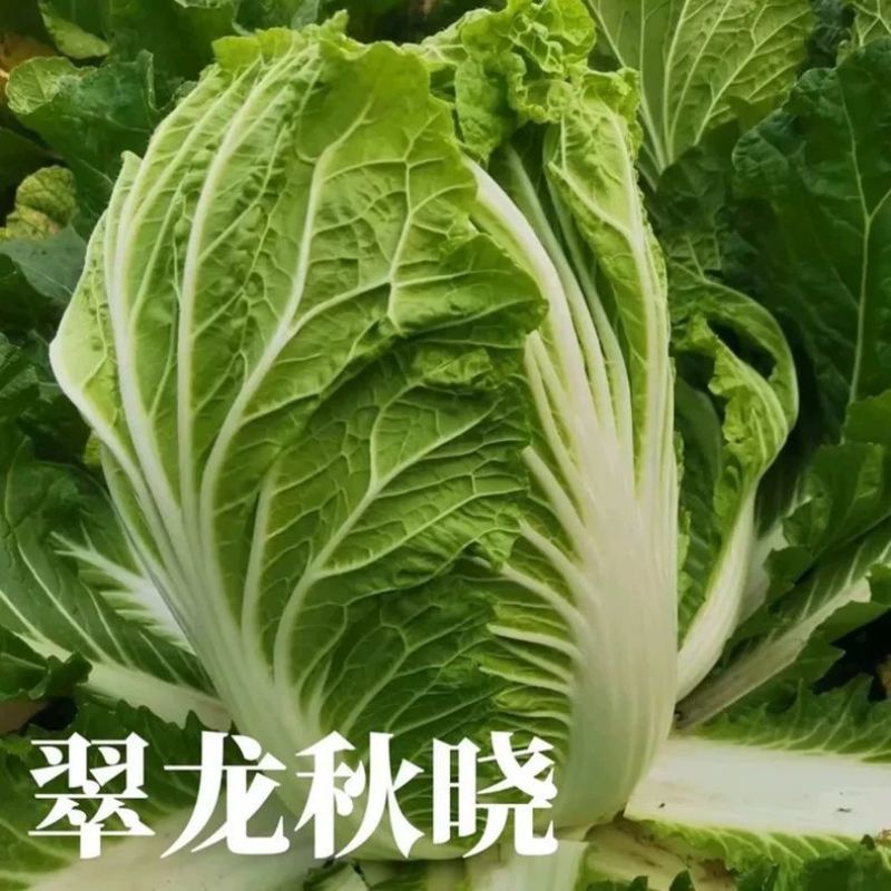 翠龙秋晓大白菜种子抗病冬储耐寒抗热青杂白菜籽秋季蔬菜
