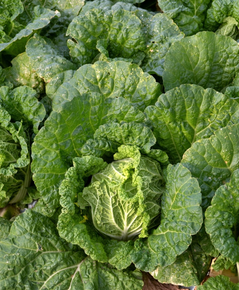 翠龙秋晓大白菜种子抗病冬储耐寒抗热青杂白菜籽秋季蔬菜