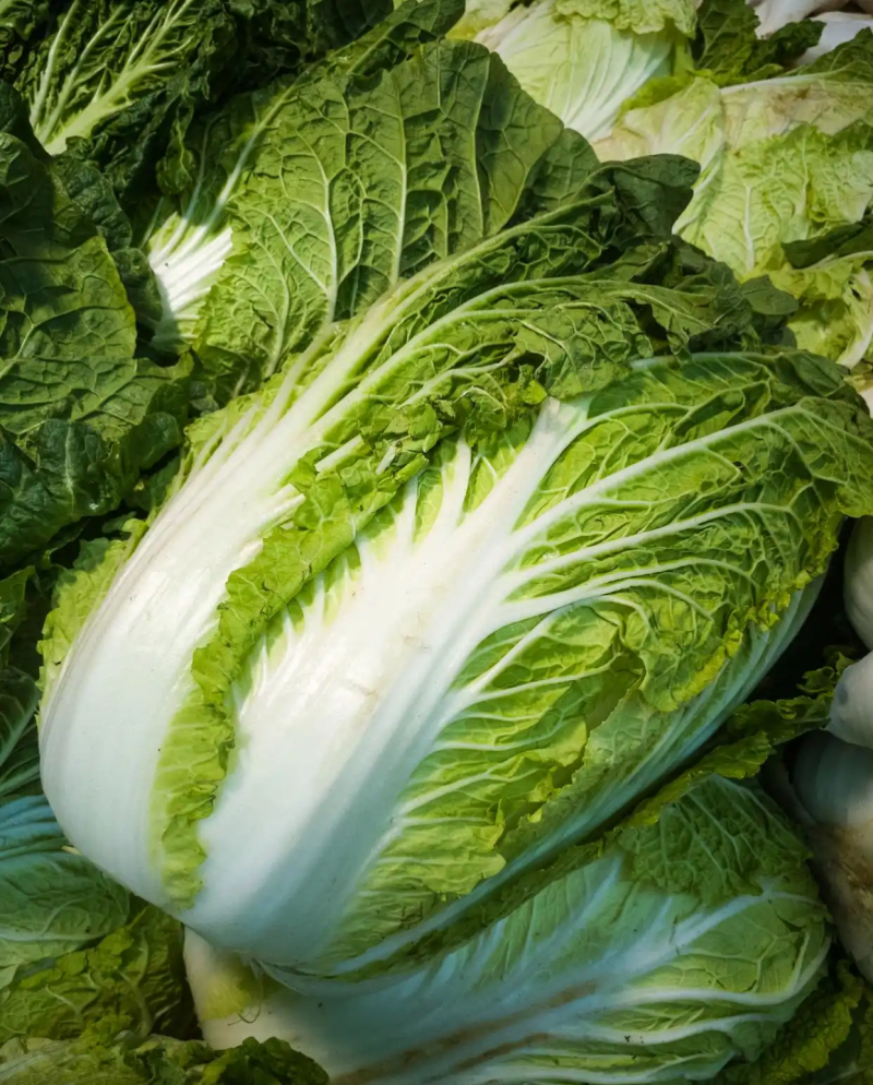 翠龙秋晓大白菜种子抗病冬储耐寒抗热青杂白菜籽秋季蔬菜
