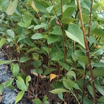 春花