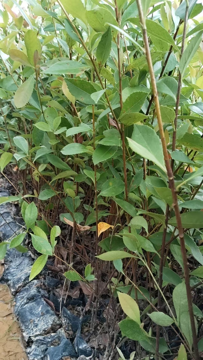 春花