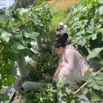福建白皮冬瓜.一手货源.品质保证量大从优