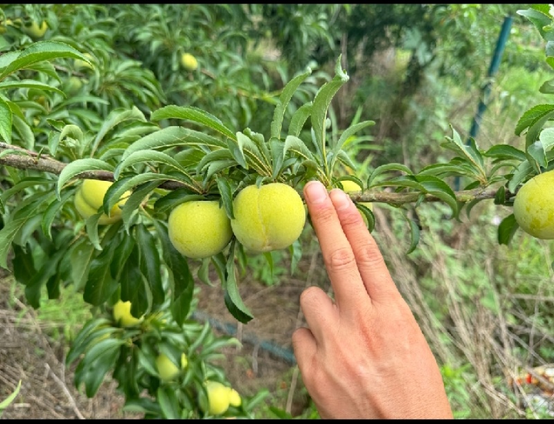 陕南大量上市蜂糖李子五月脆李子全国接车发货。