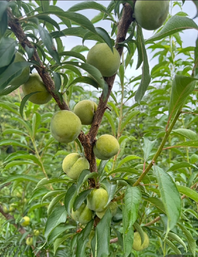 陕南大量上市蜂糖李子五月脆李子全国接车发货。