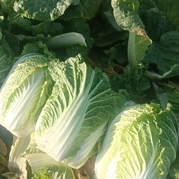 娃娃菜半净菜散装袋装都