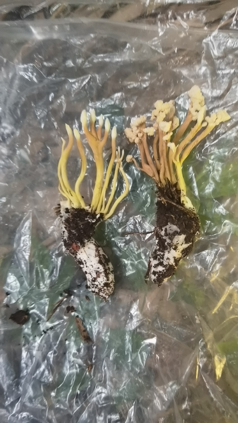金蝉花