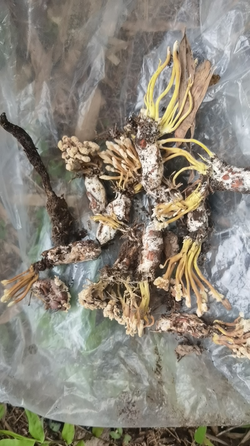 金蝉花