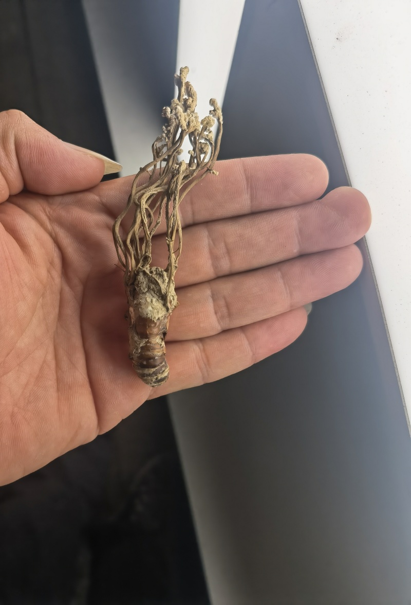 金蝉花