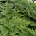 红鳞蕨：种植基地自产自销，大小各规格加仑杯都有
