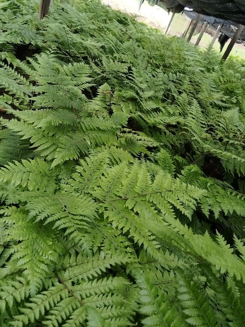红鳞蕨：种植基地自产自销，大小各规格加仑杯都有