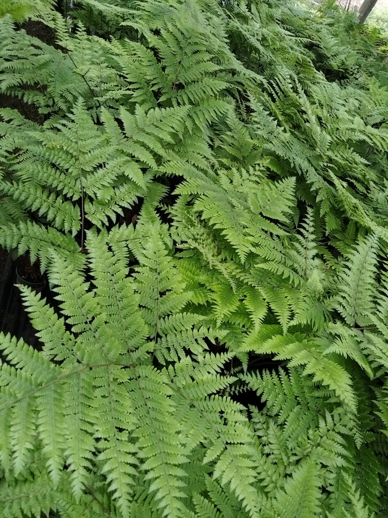 红鳞蕨：种植基地自产自销，大小各规格加仑杯都有