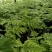 红鳞蕨：种植基地自产自销，大小各规格加仑杯都有