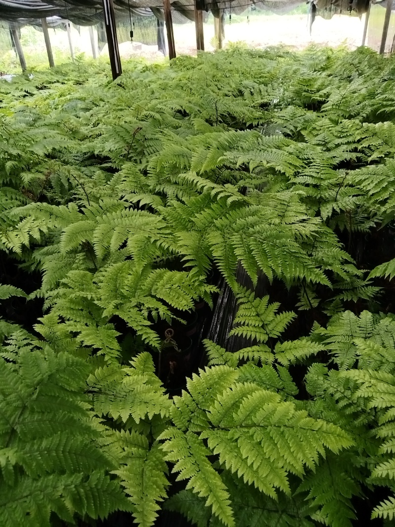 红鳞蕨：种植基地自产自销，大小各规格加仑杯都有