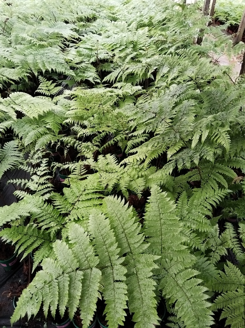 红鳞蕨：种植基地自产自销，大小各规格加仑杯都有