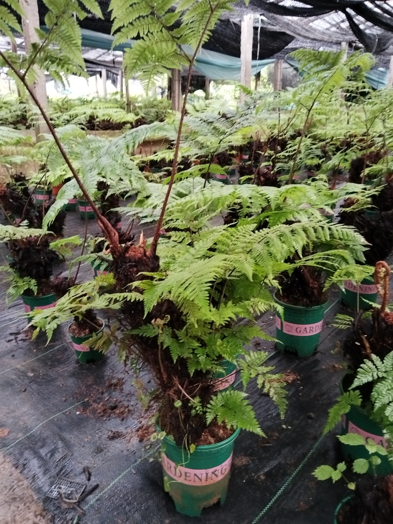 红鳞蕨：种植基地自产自销，大小各规格加仑杯都有