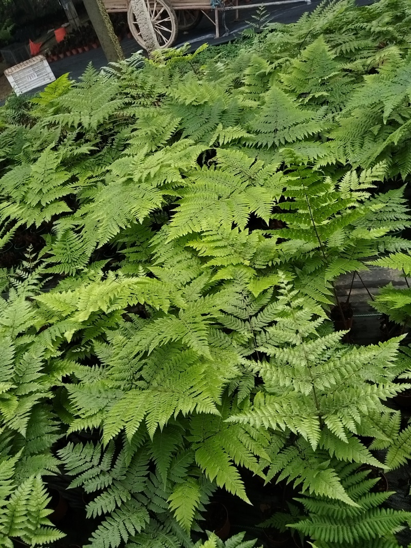 红鳞蕨：种植基地自产自销，大小各规格加仑杯都有