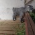 青山羊