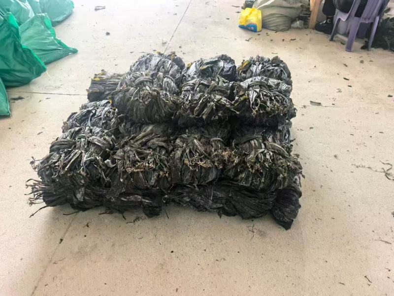 精品海带头