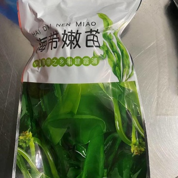 海带苗