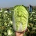 湖北大白菜精品黄心白菜一手货源对接电商市场可视频