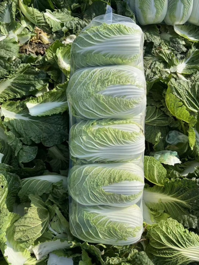 湖北大白菜精品黄心白菜一手货源对接电商市场可视频