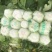 湖北大白菜精品黄心白菜一手货源对接电商市场可视频