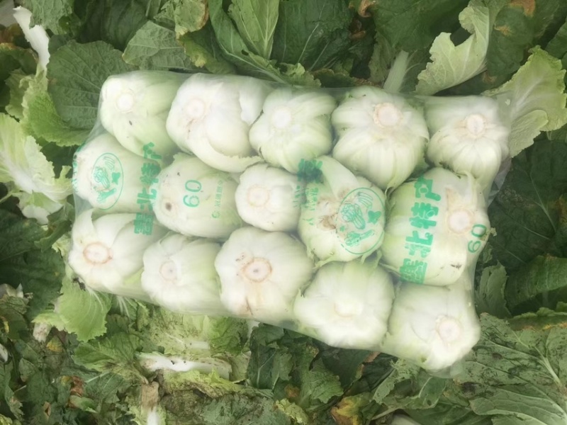 湖北大白菜精品黄心白菜一手货源对接电商市场可视频