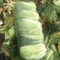 湖北大白菜精品黄心白菜一手货源对接电商市场可视频