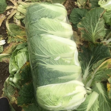 湖北大白菜精品黄心白菜一手货源对接电商市场可视频