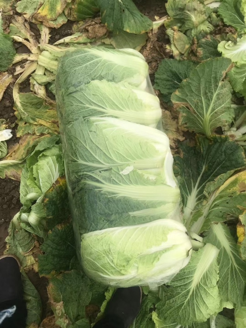 湖北大白菜精品黄心白菜一手货源对接电商市场可视频
