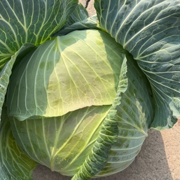 湖北甘蓝精品扁包菜对接电商市场商超可视频看货