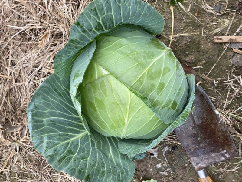 湖北甘蓝精品扁包菜对接电商市场商超可视频看货