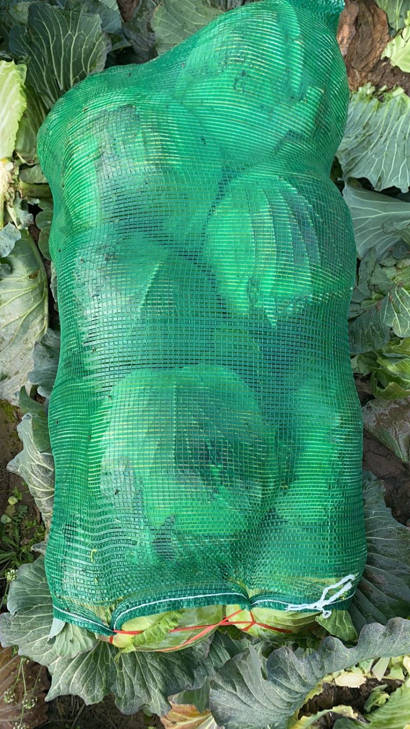湖北甘蓝精品扁包菜对接电商市场商超可视频看货