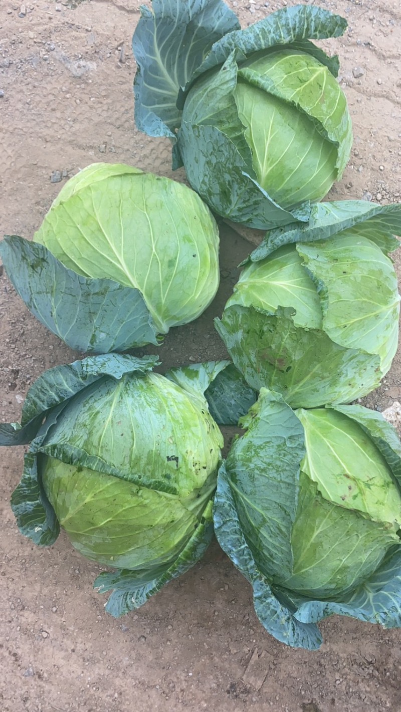 湖北甘蓝精品扁包菜对接电商市场商超可视频看货