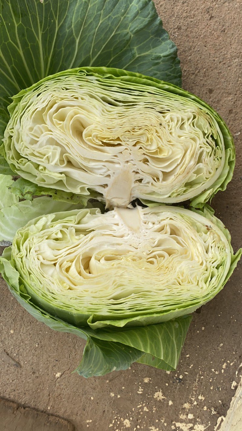 湖北甘蓝精品扁包菜对接电商市场商超可视频看货