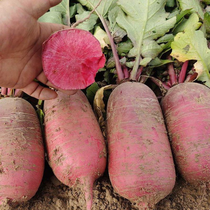 福日蜜本凤梨水果萝卜种孑口感脆甜糖度高红皮红肉萝卜种籽