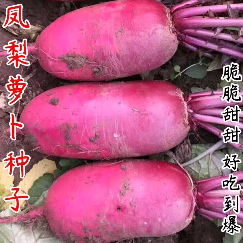 福日蜜本凤梨水果萝卜种孑口感脆甜糖度高红皮红肉萝卜种籽