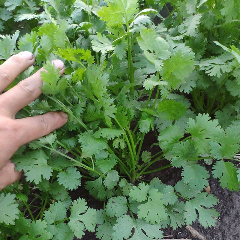 香妃大油亮叶香菜种子耐抽苔出芽快耐热耐寒基地专用抗病