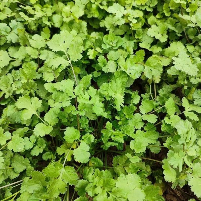 香妃大油亮叶香菜种子耐抽苔出芽快耐热耐寒基地专用抗病