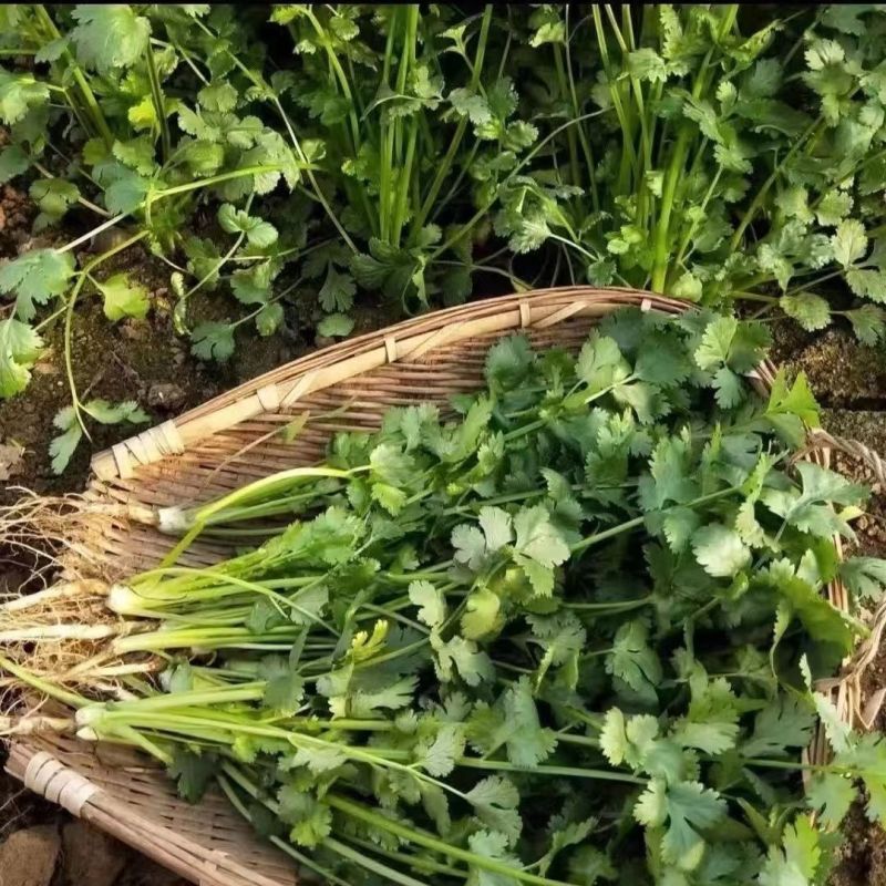 香妃大油亮叶香菜种子耐抽苔出芽快耐热耐寒基地专用抗病