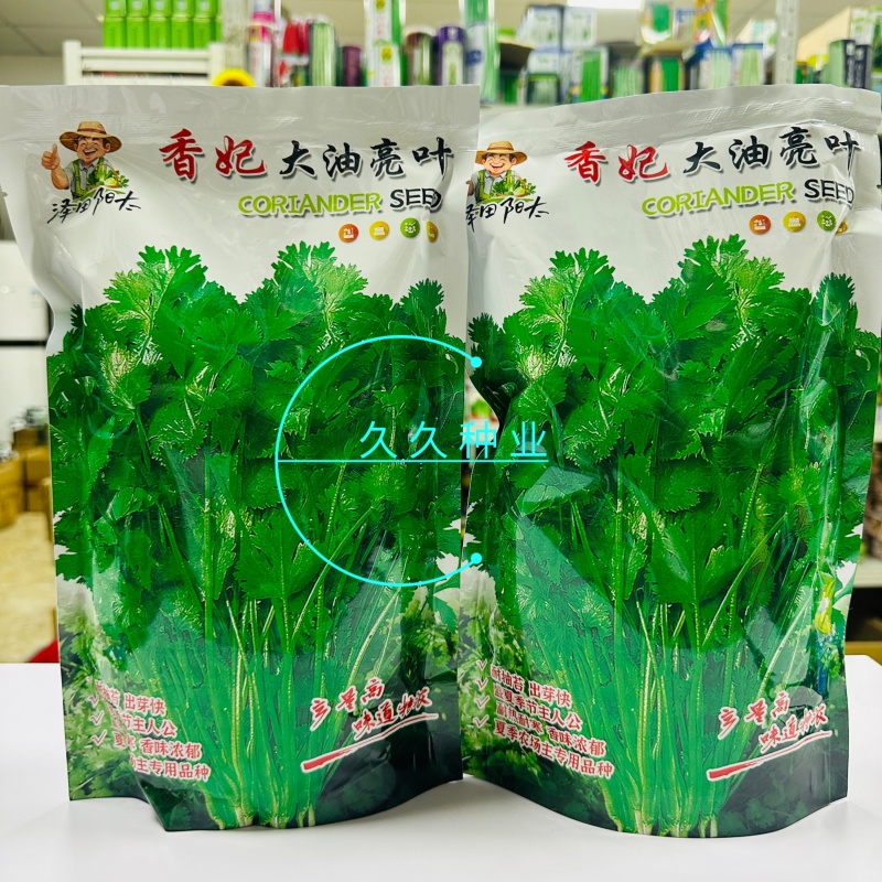 香妃大油亮叶香菜种子耐抽苔出芽快耐热耐寒基地专用抗病