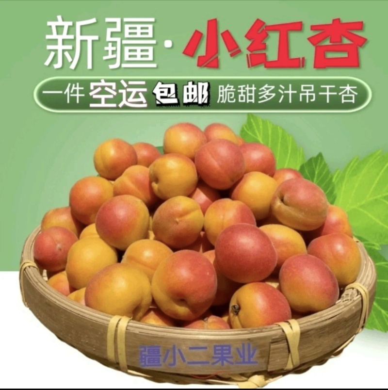 新疆阿克苏四团小红杏吊干杏大量上市空运包邮新鲜采摘批发