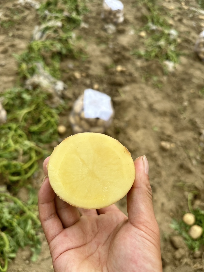 【精品】湖北黄心土豆精品质量，产地一手直发，保质保量