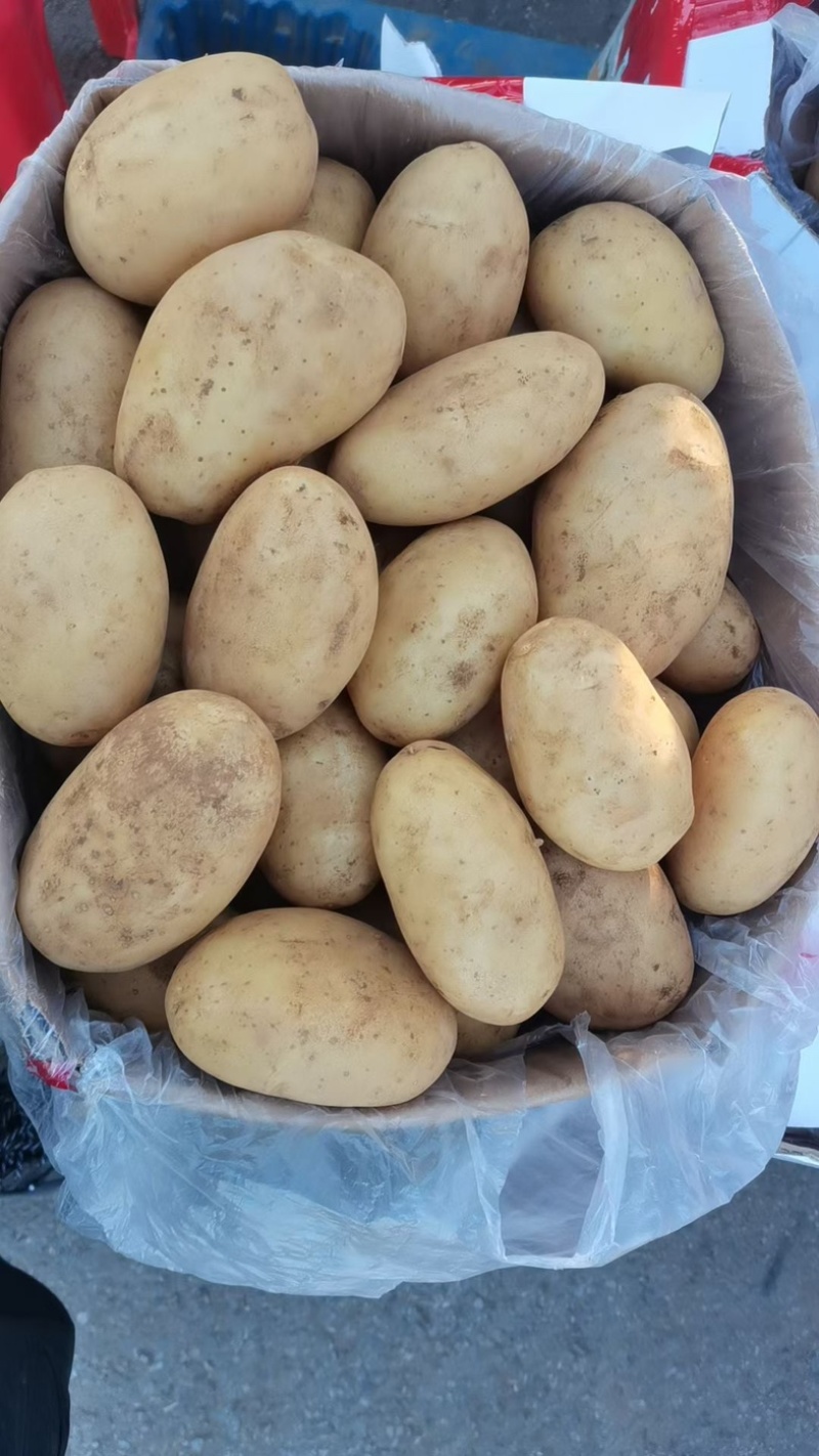 【精品】湖北黄心土豆精品质量，产地一手直发，保质保量