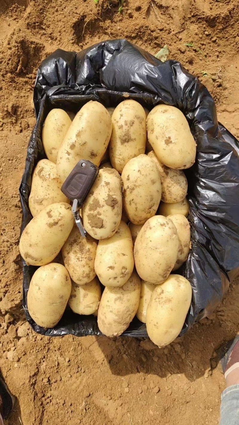 【精品】湖北黄心土豆精品质量，产地一手直发，保质保量