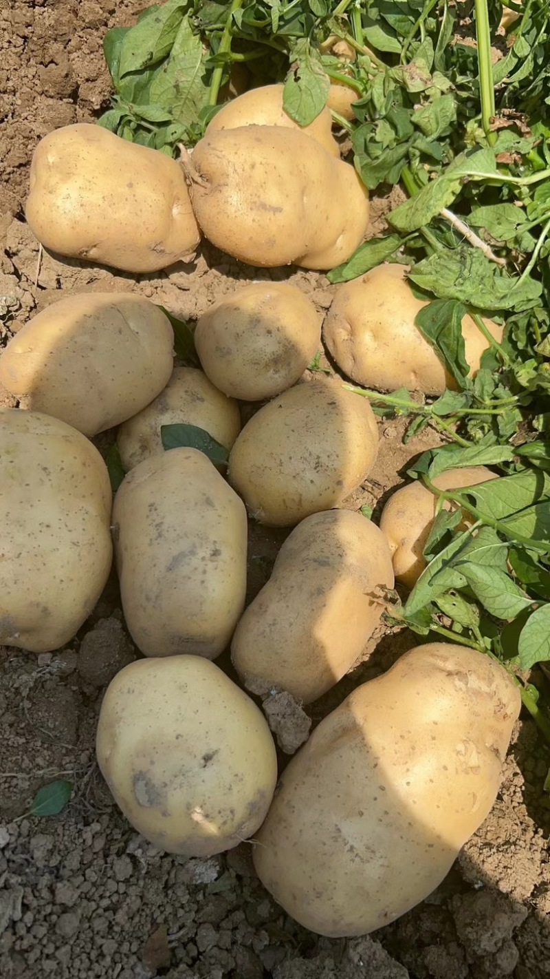 【精品】湖北黄心土豆精品质量，产地一手直发，保质保量