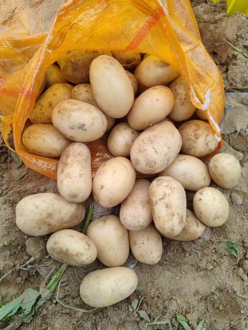 【精品】湖北黄心土豆精品质量，产地一手直发，保质保量