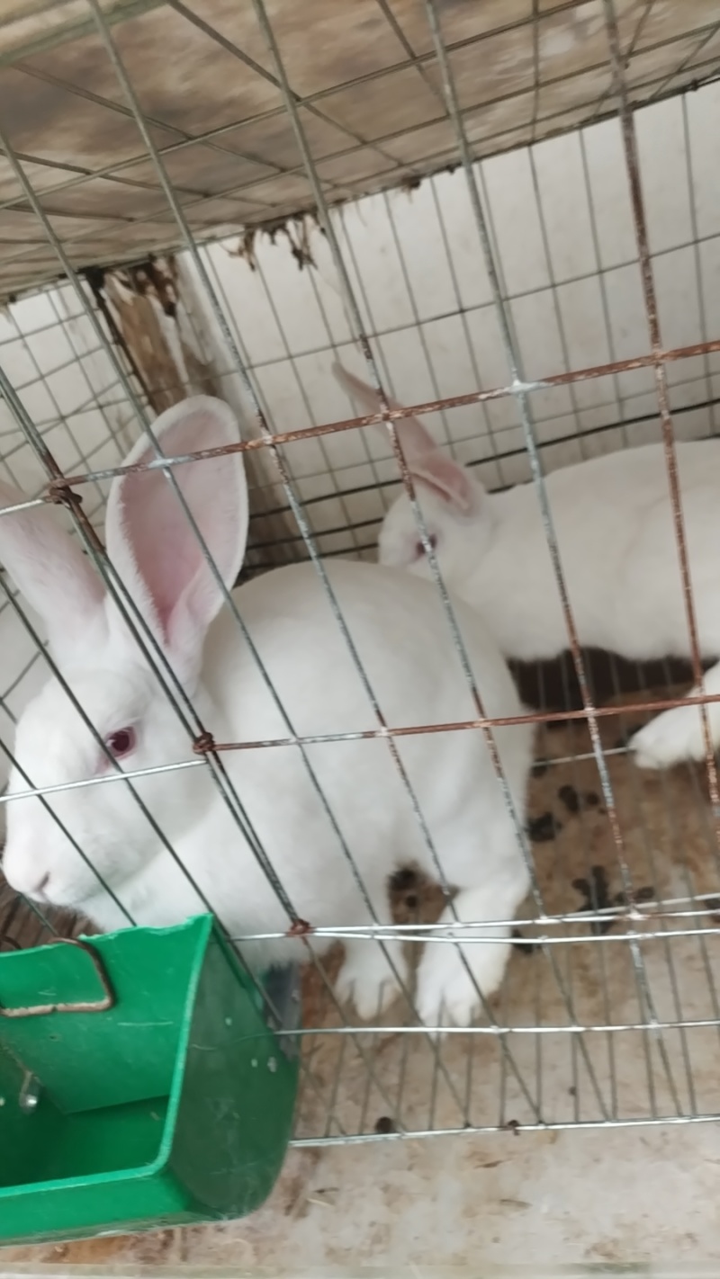 四川肉兔活的