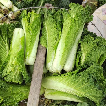 青绿75青麻叶大白菜青口白种子长筒高庄大白菜种籽秋播蔬菜
