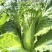 青绿75青麻叶大白菜青口白种子长筒高庄大白菜种籽秋播蔬菜